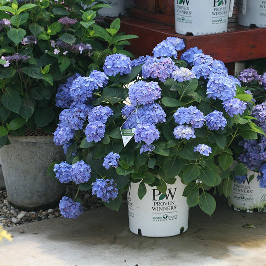 Hydrangea Macrophylla 'let's Dance Blue Jangles' - View 10 from www redcrocus com