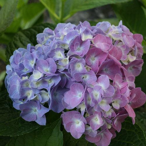 Hydrangea Macrophylla 'let's Dance Blue Jangles' - View 11 from www redcrocus com