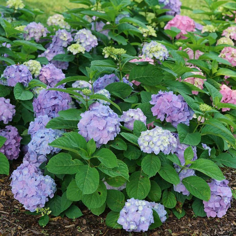 Hydrangea Macrophylla 'let's Dance Blue Jangles' - View 16 from www redcrocus com