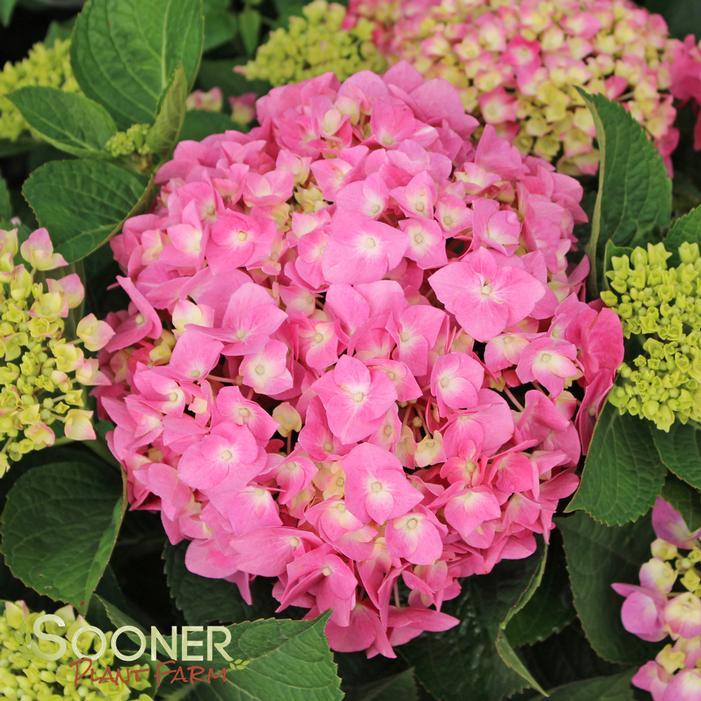 Hydrangea Macrophylla 'let's Dance Blue Jangles' - View 18 from www redcrocus com