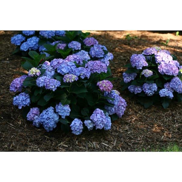 Hydrangea Macrophylla 'let's Dance Blue Jangles' - View 19 from www redcrocus com