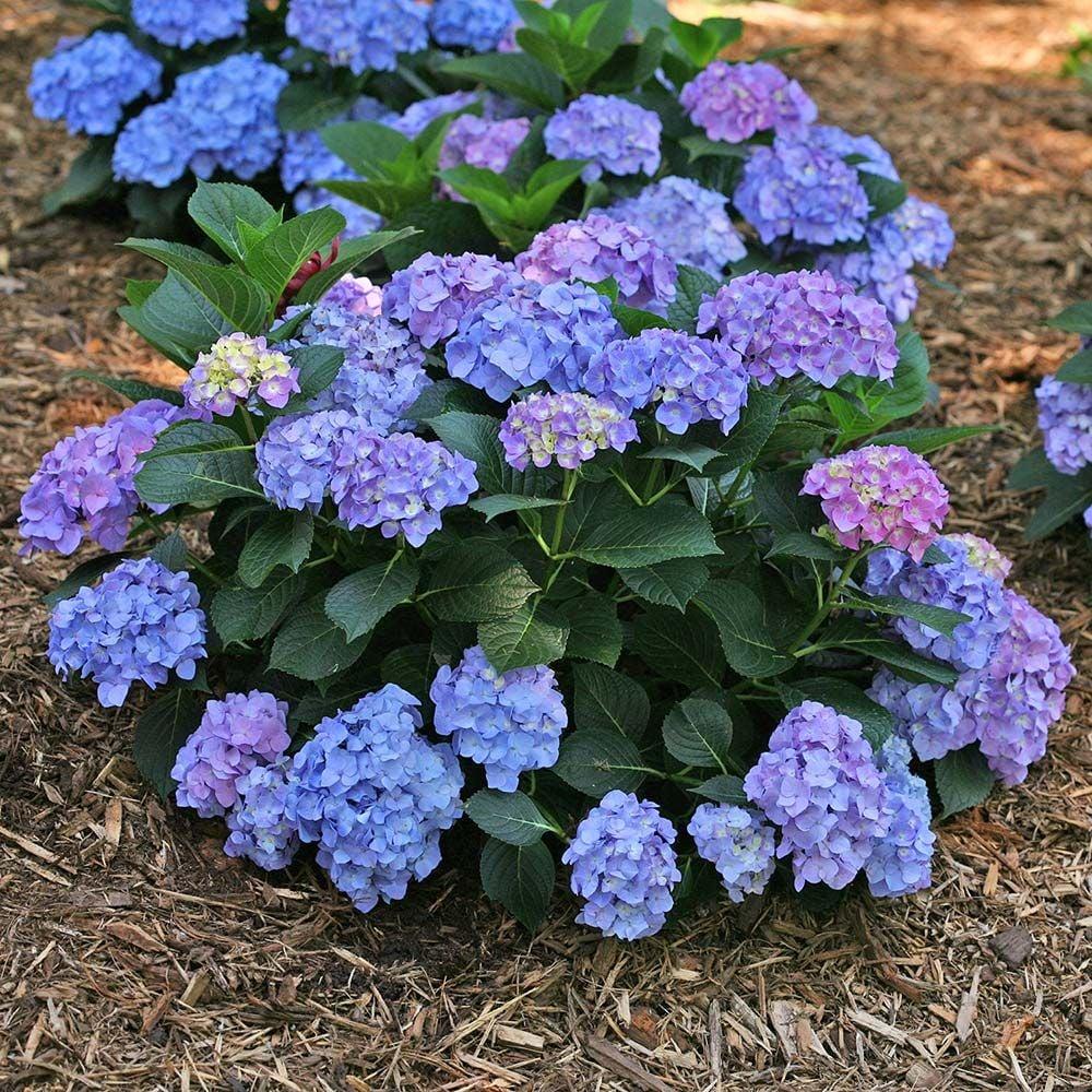 Hydrangea Macrophylla 'let's Dance Blue Jangles' - View 1 from www redcrocus com