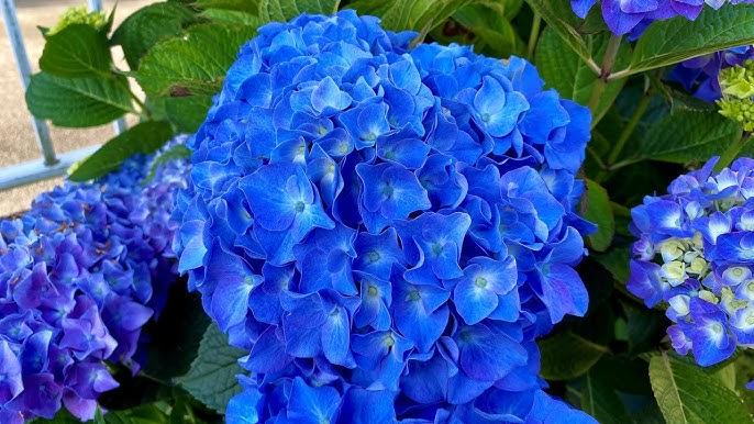 Hydrangea Macrophylla 'let's Dance Blue Jangles' - View 21 from www redcrocus com