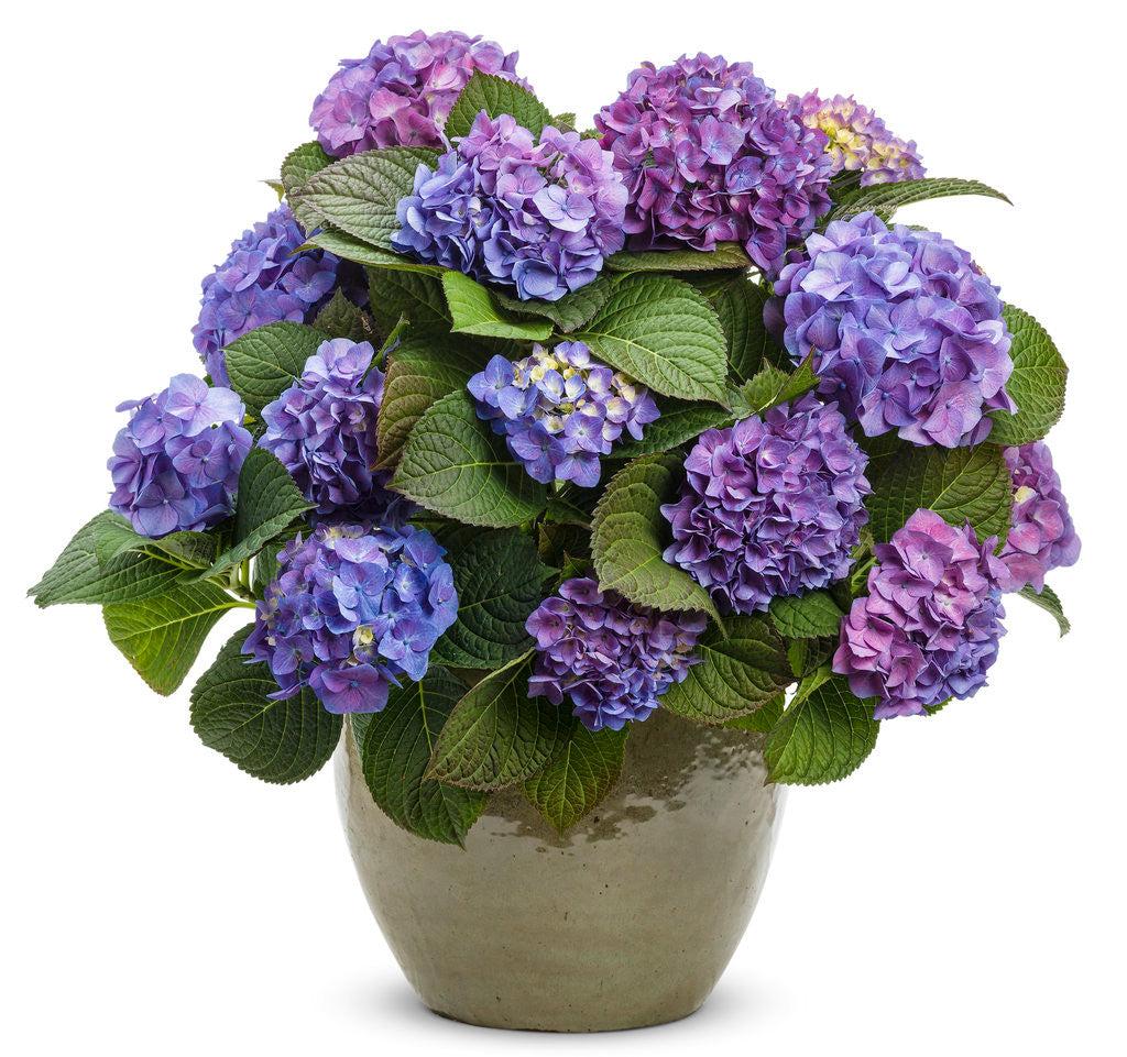 Hydrangea Macrophylla 'let's Dance Blue Jangles' - View 22 from www redcrocus com
