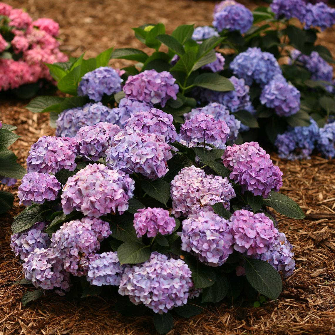 Hydrangea Macrophylla 'let's Dance Blue Jangles' - View 23 from www redcrocus com