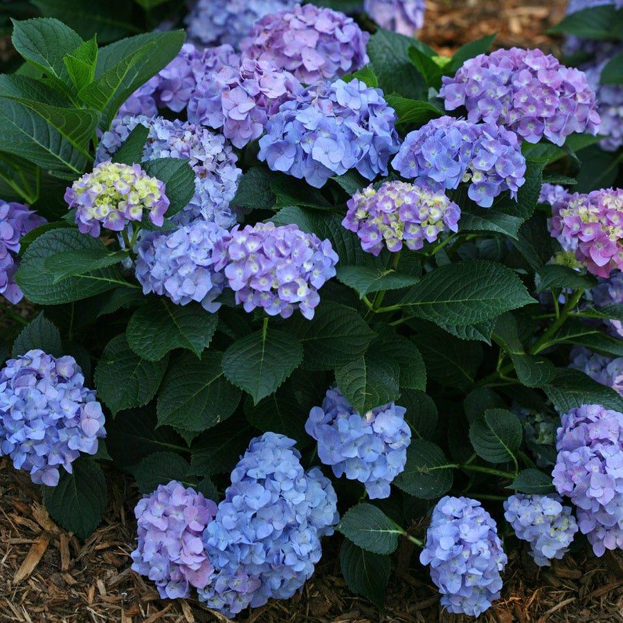 Hydrangea Macrophylla 'let's Dance Blue Jangles' - View 24 from www redcrocus com