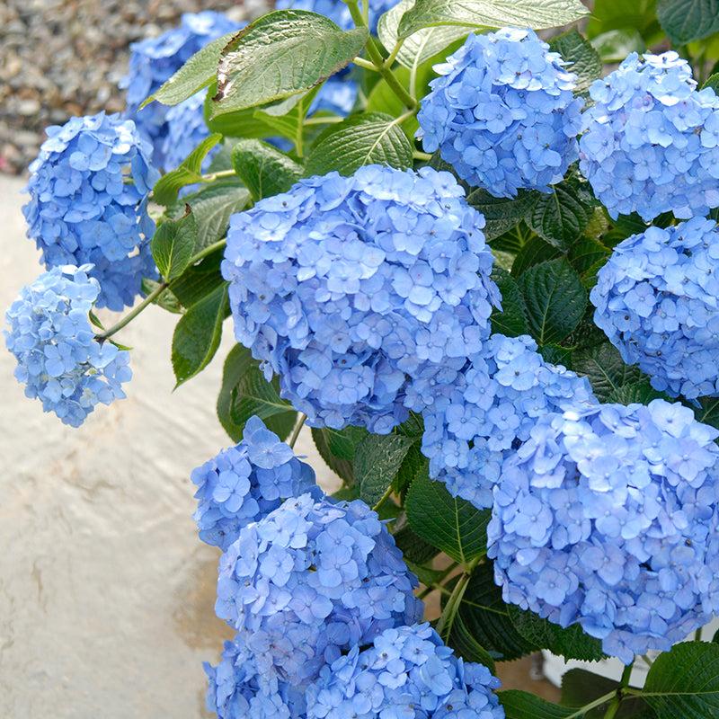 Hydrangea Macrophylla 'let's Dance Blue Jangles' - View 25 from www redcrocus com