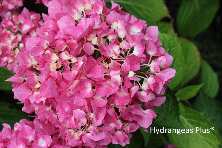 Hydrangea Macrophylla 'let's Dance Blue Jangles' - View 26 from www redcrocus com