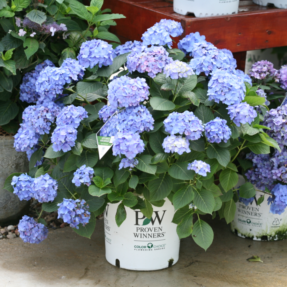 Hydrangea Macrophylla 'let's Dance Blue Jangles' - View 27 from www redcrocus com