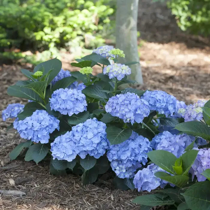 Hydrangea Macrophylla 'let's Dance Blue Jangles' - View 28 from www redcrocus com