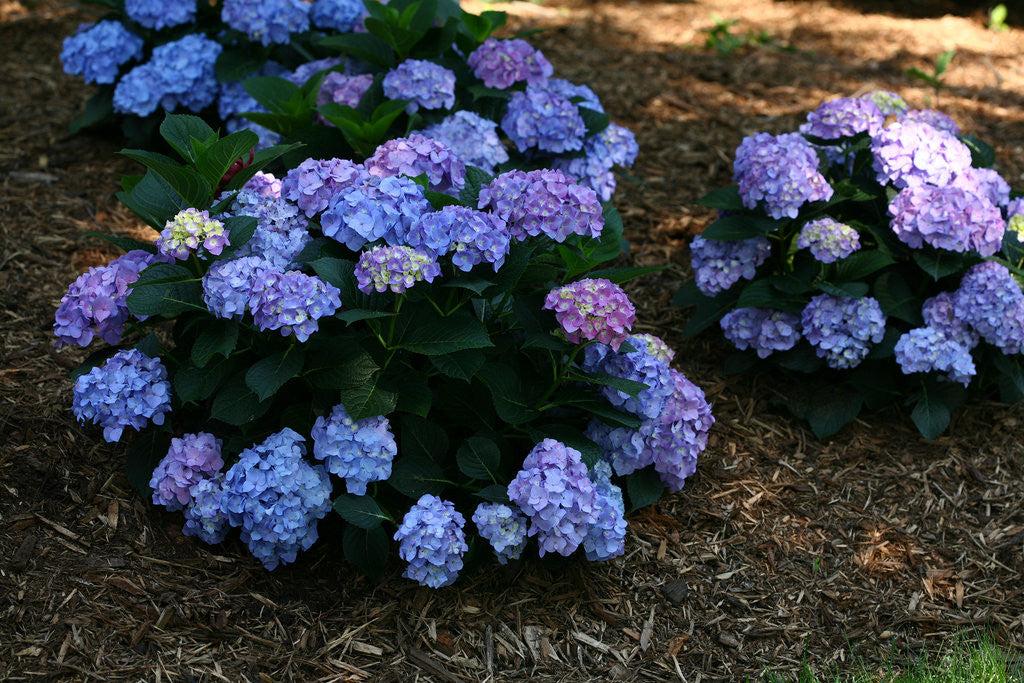 Hydrangea Macrophylla 'let's Dance Blue Jangles' - View 29 from www redcrocus com