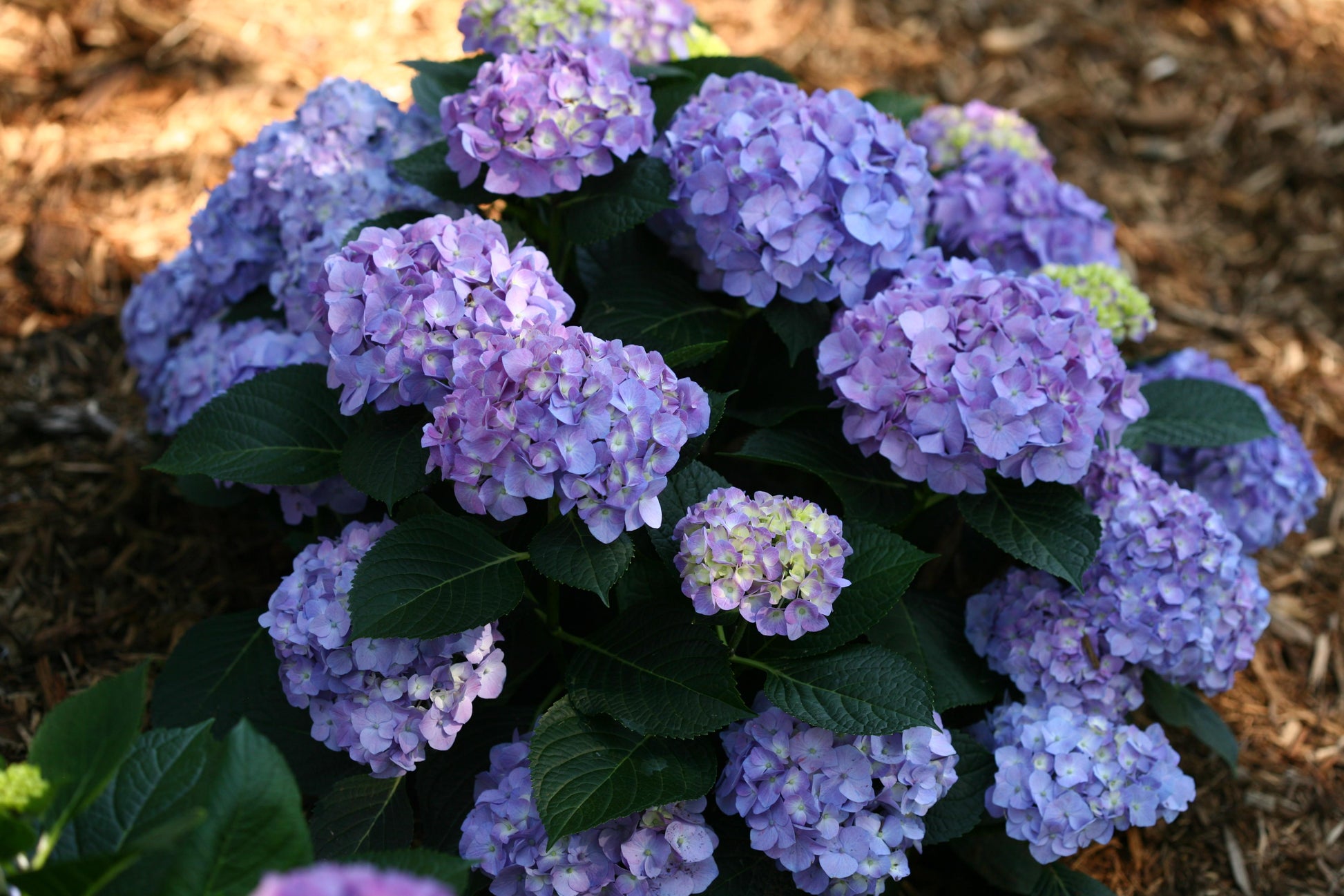 Hydrangea Macrophylla 'let's Dance Blue Jangles' - View 2 from www redcrocus com