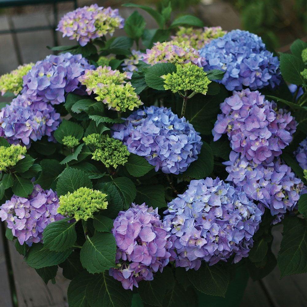 Hydrangea Macrophylla 'let's Dance Blue Jangles' - View 30 from www redcrocus com