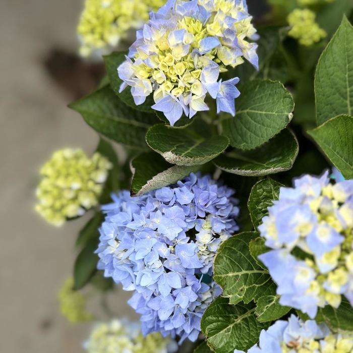 Hydrangea Macrophylla 'let's Dance Blue Jangles' - View 31 from www redcrocus com