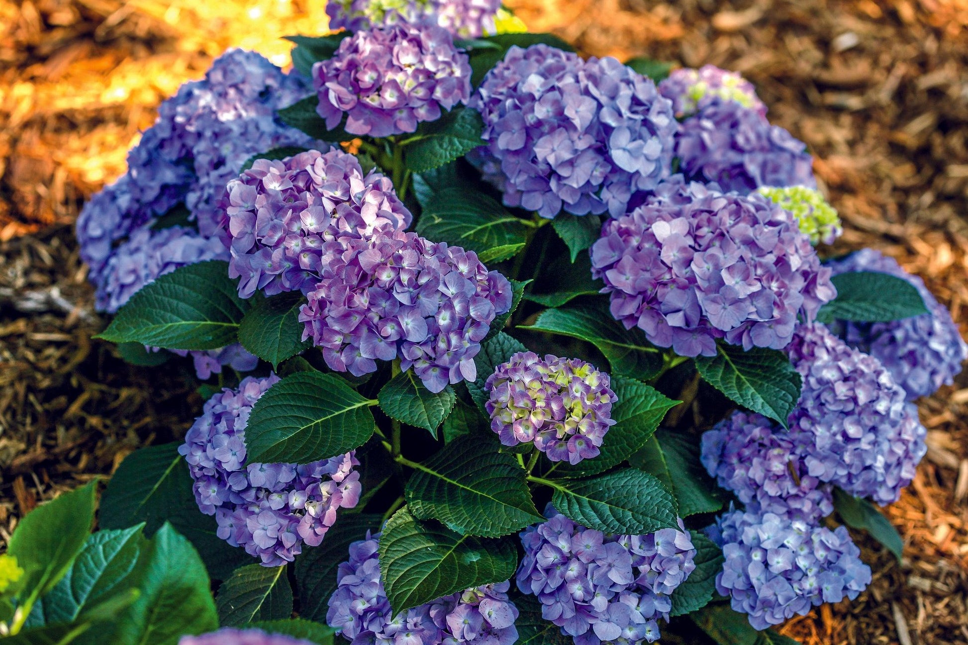 Hydrangea Macrophylla 'let's Dance Blue Jangles' - View 33 from www redcrocus com