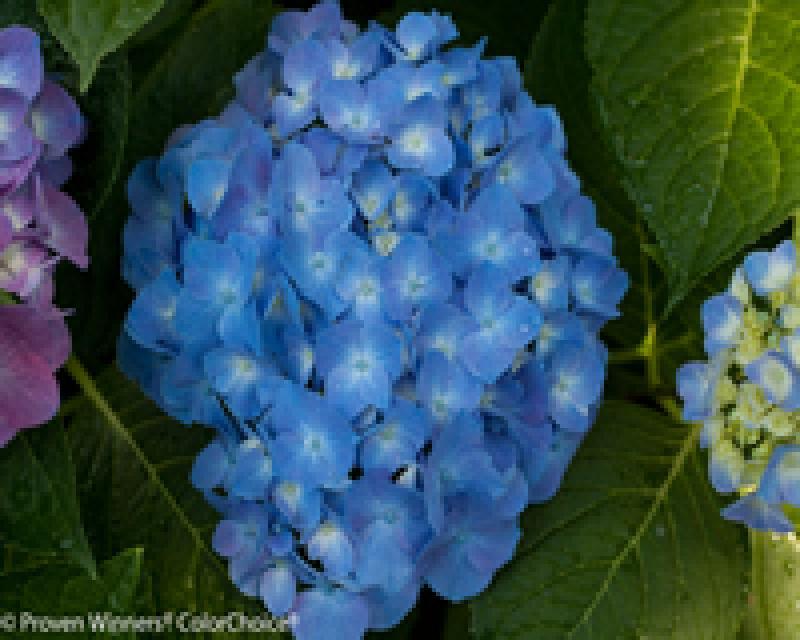 Hydrangea Macrophylla 'let's Dance Blue Jangles' - View 34 from www redcrocus com