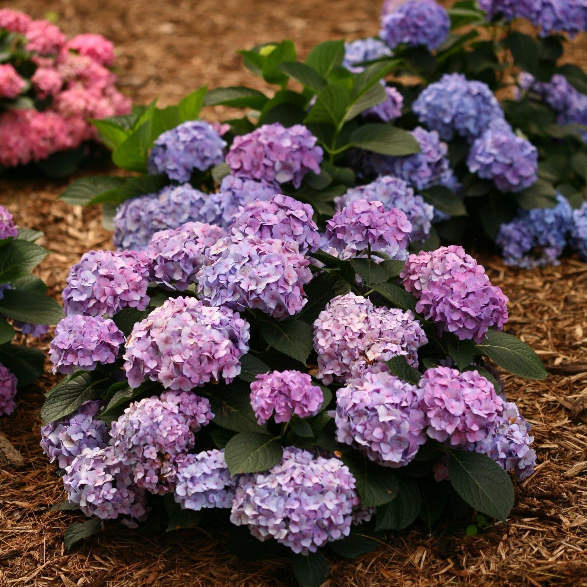 Hydrangea Macrophylla 'let's Dance Blue Jangles' - View 35 from www redcrocus com