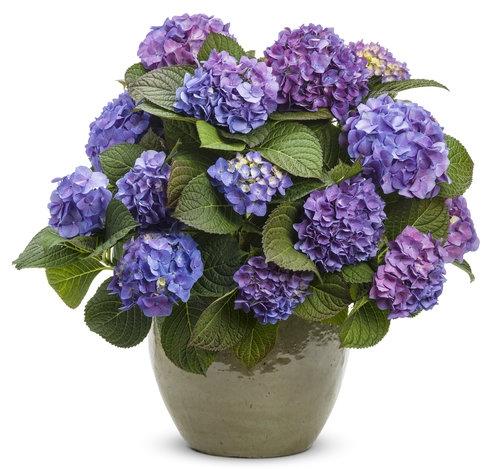Hydrangea Macrophylla 'let's Dance Blue Jangles' - View 36 from www redcrocus com