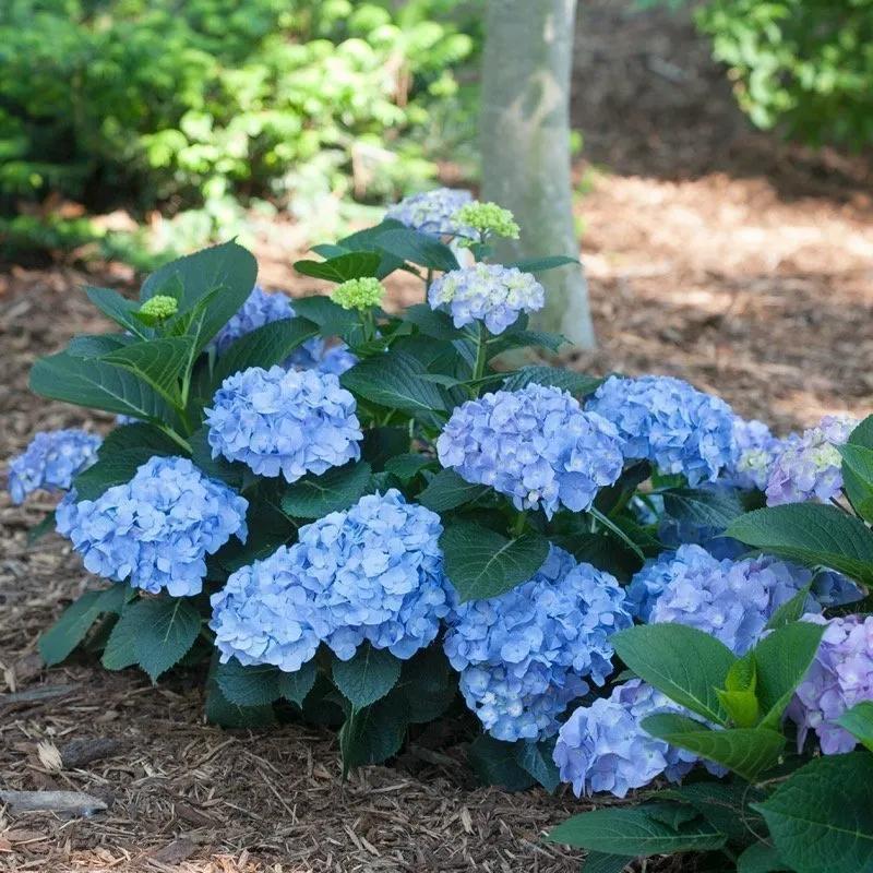 Hydrangea Macrophylla 'let's Dance Blue Jangles' - View 3 from www redcrocus com