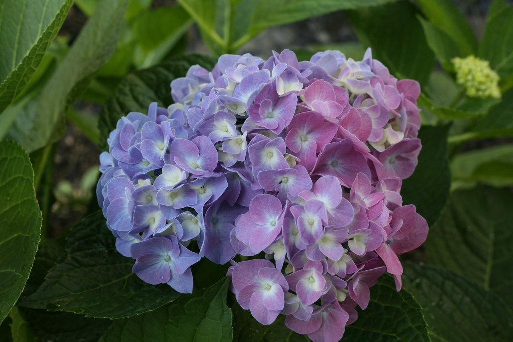 Hydrangea Macrophylla 'let's Dance Blue Jangles' - View 5 from www redcrocus com