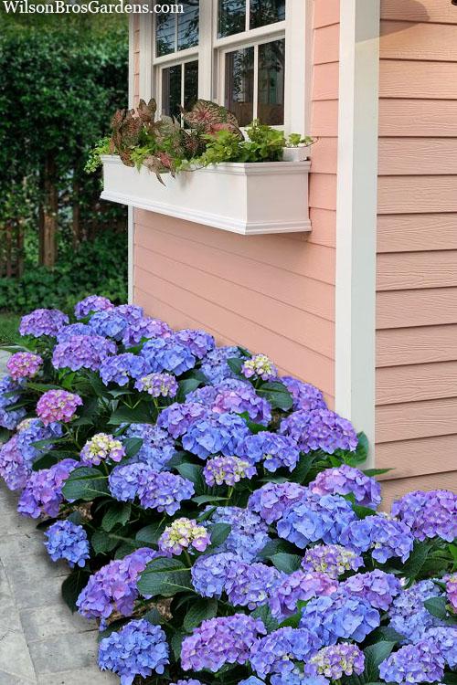 Hydrangea Macrophylla 'let's Dance Blue Jangles' - View 6 from www redcrocus com