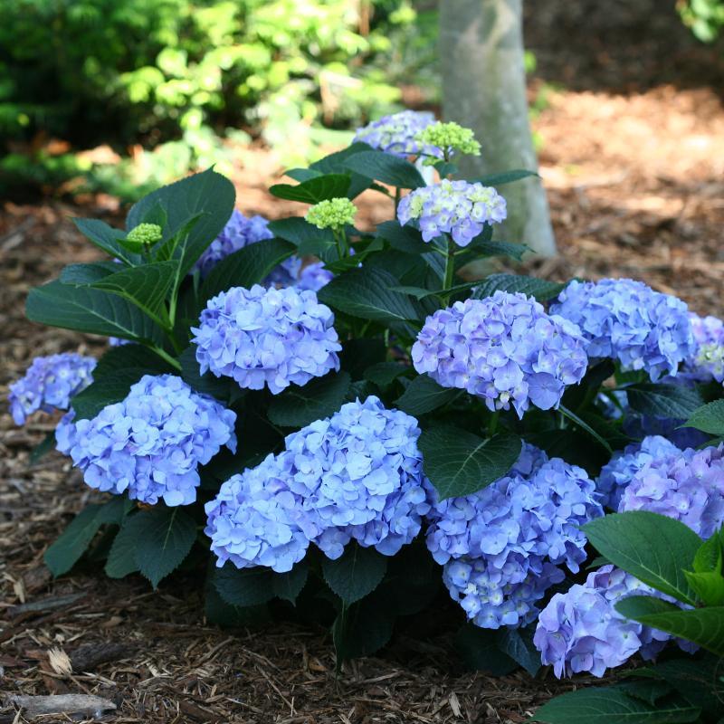 Hydrangea Macrophylla 'let's Dance Blue Jangles' - View 7 from www redcrocus com
