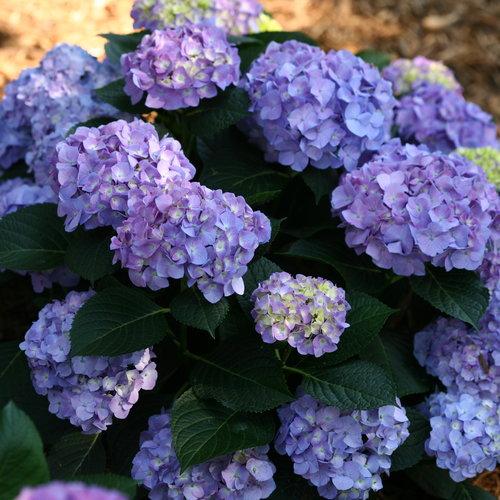 Hydrangea Macrophylla 'let's Dance Blue Jangles' - View 8 from www redcrocus com