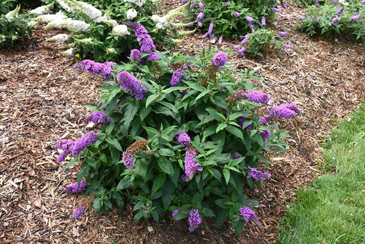 Buddleia Davidii Pugster Periwinkle - View 10 from www redcrocus com