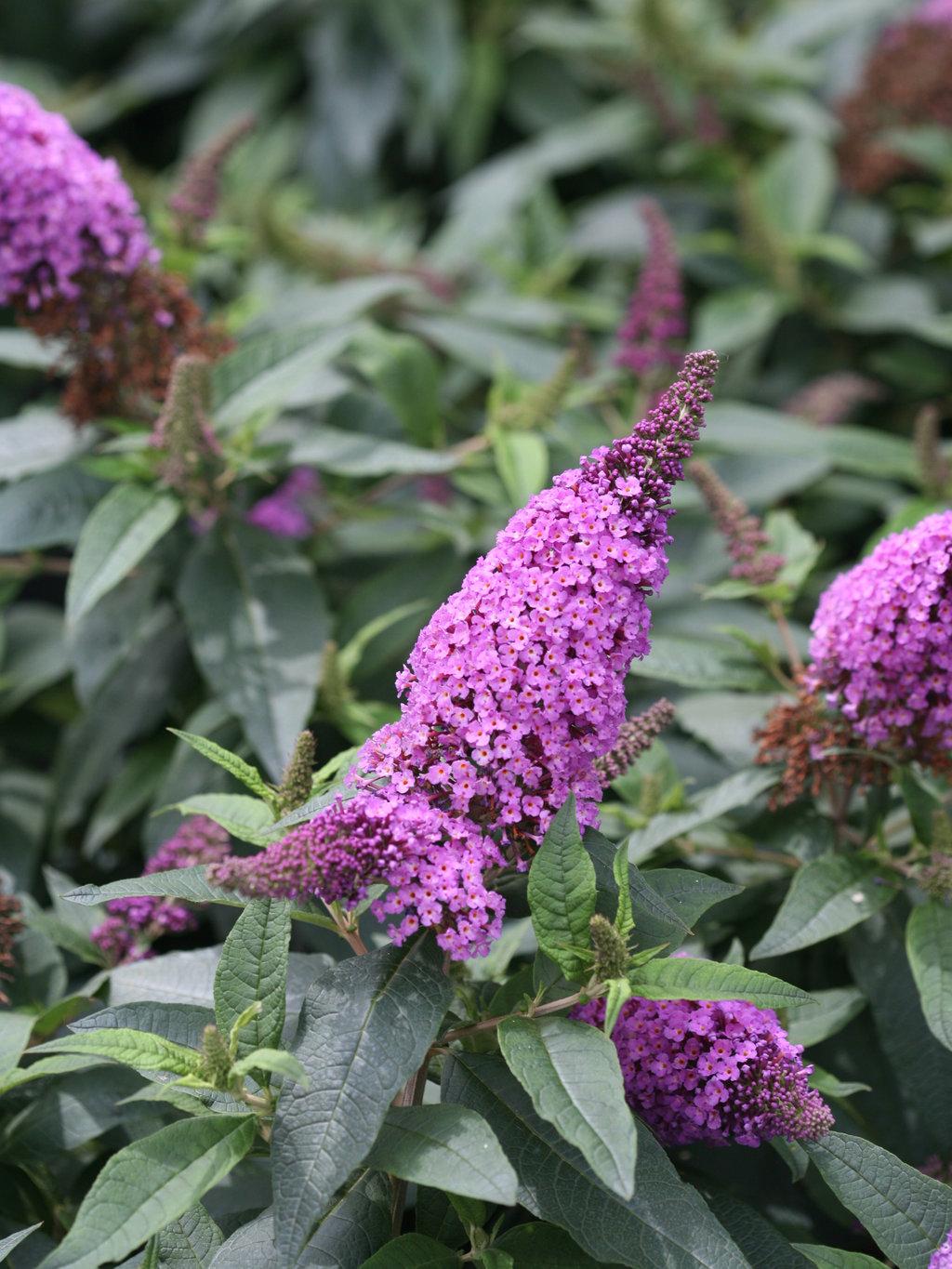 Buddleia Davidii Pugster Periwinkle - View 11 from www redcrocus com