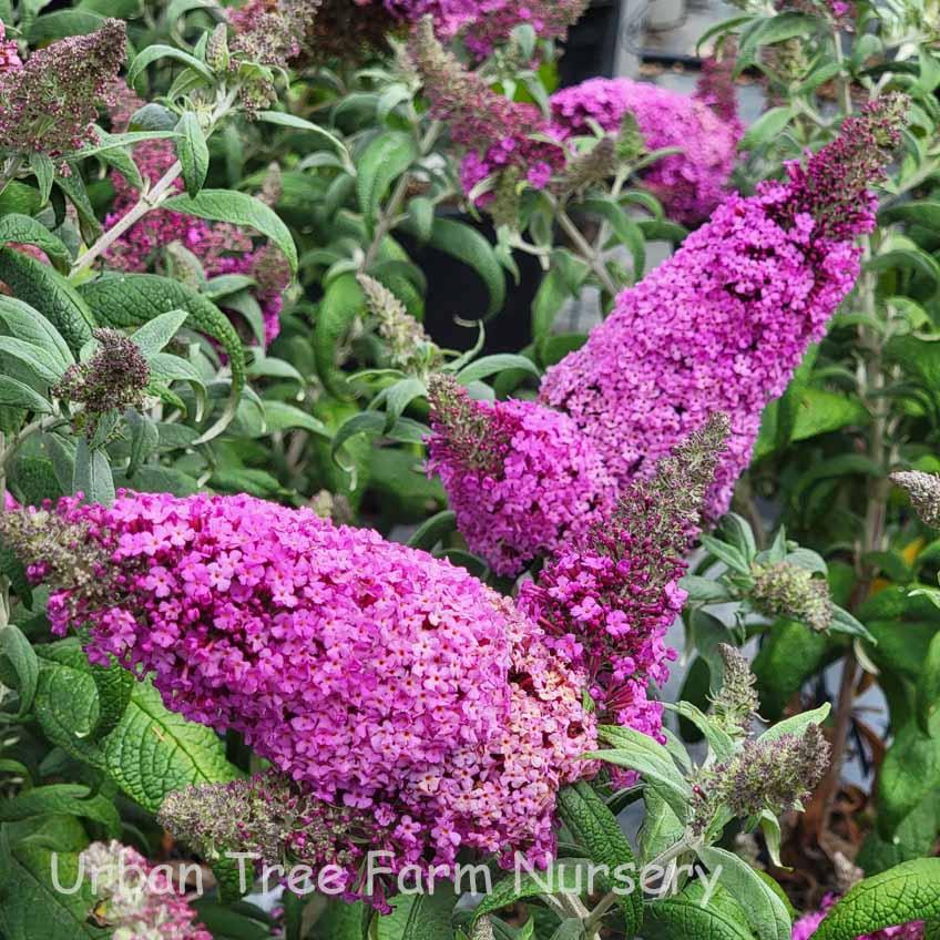Buddleia Davidii Pugster Periwinkle - View 13 from www redcrocus com