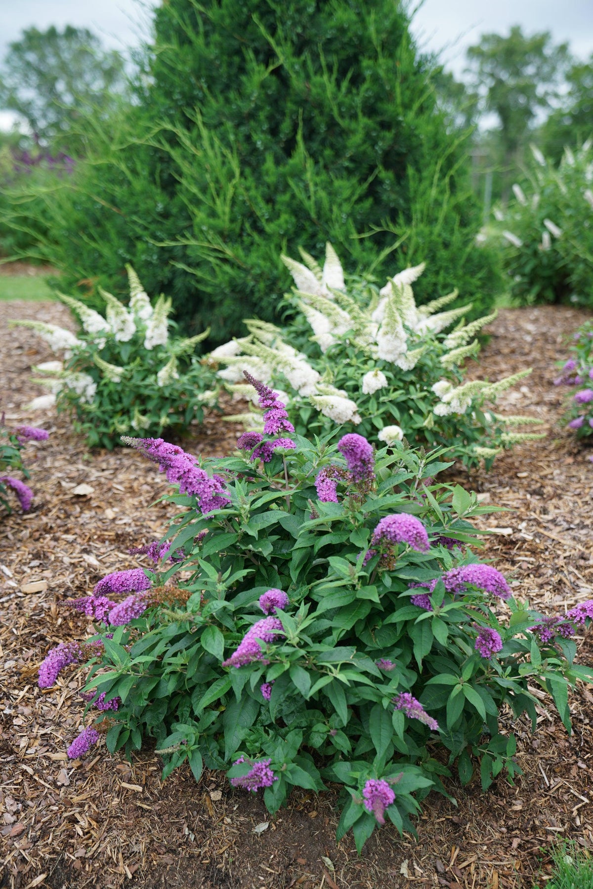 Buddleia Davidii Pugster Periwinkle - View 14 from www redcrocus com
