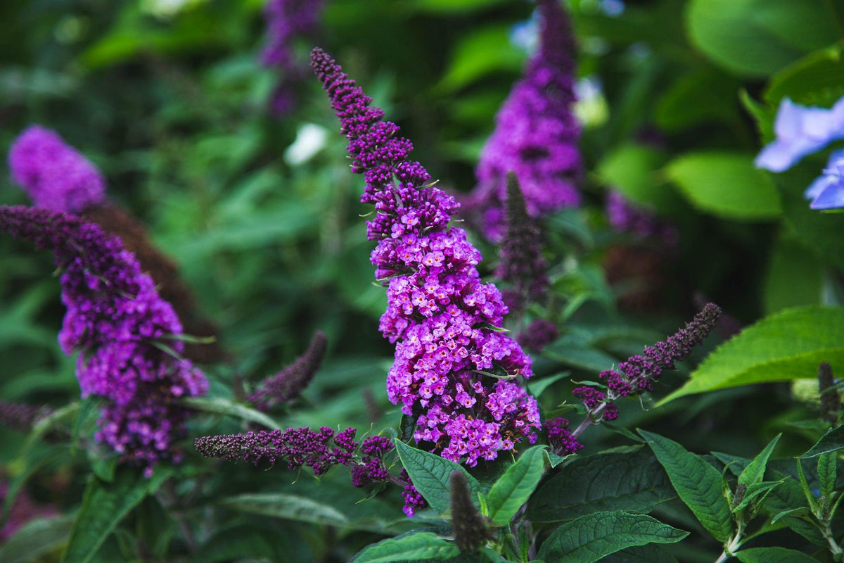 Buddleia Davidii Pugster Periwinkle - View 15 from www redcrocus com