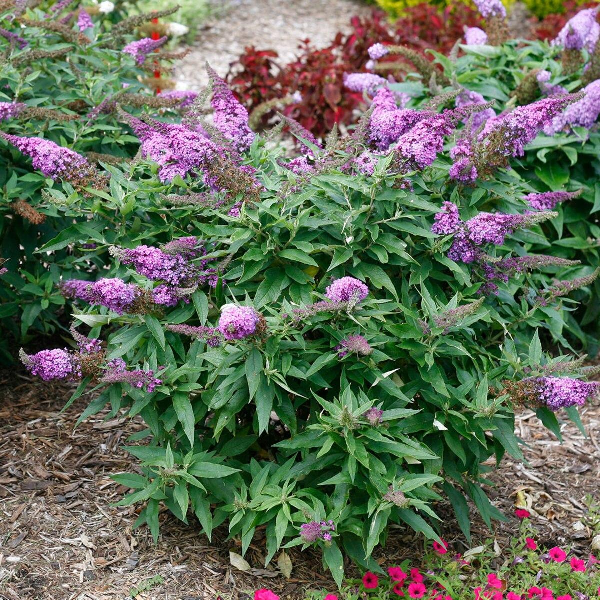 Buddleia Davidii Pugster Periwinkle - View 16 from www redcrocus com