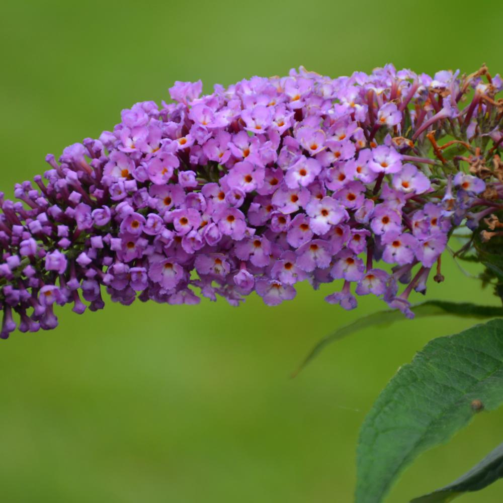 Buddleia Davidii Pugster Periwinkle - View 17 from www redcrocus com