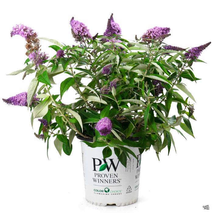 Buddleia Davidii Pugster Periwinkle - View 18 from www redcrocus com