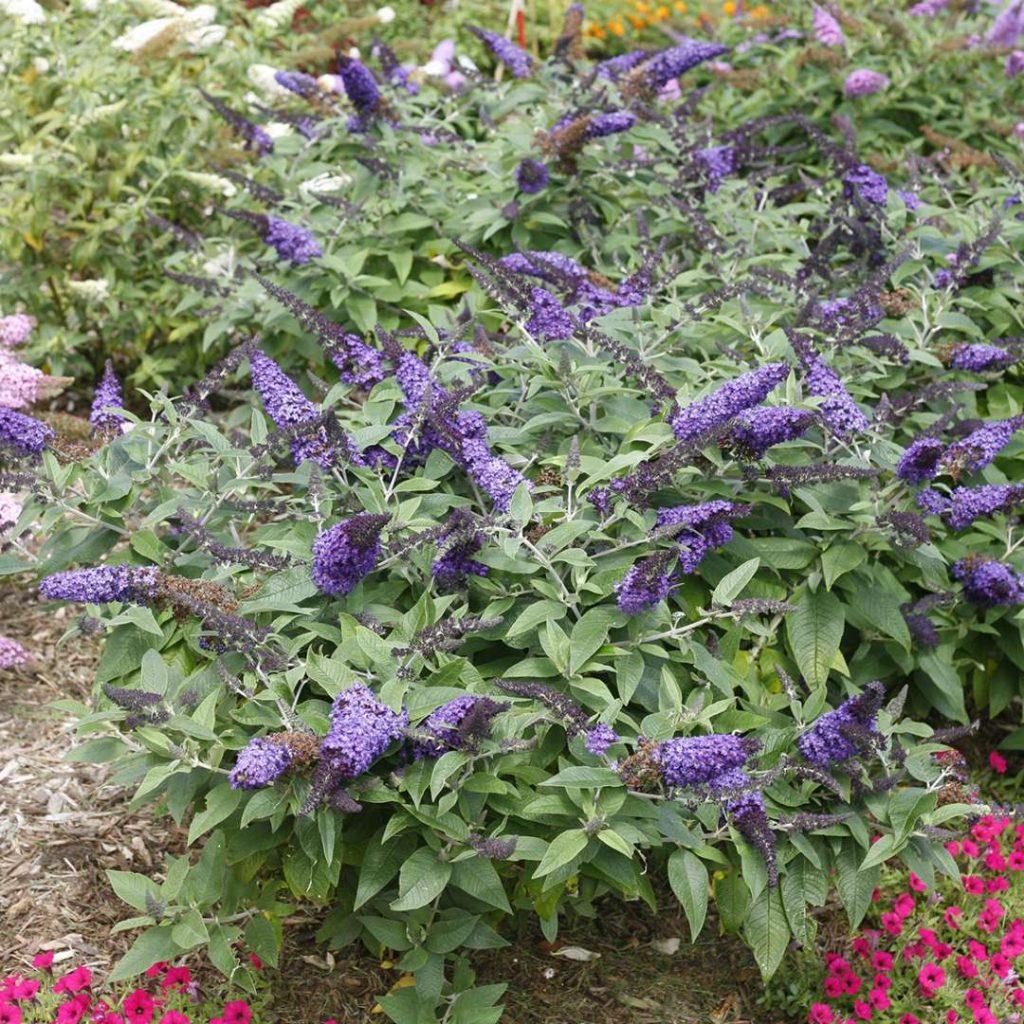 Buddleia Davidii Pugster Periwinkle - View 19 from www redcrocus com