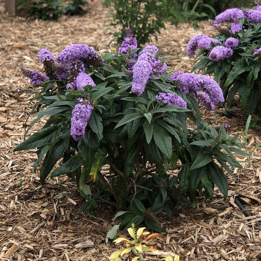 Buddleia Davidii Pugster Periwinkle - View 1 from www redcrocus com