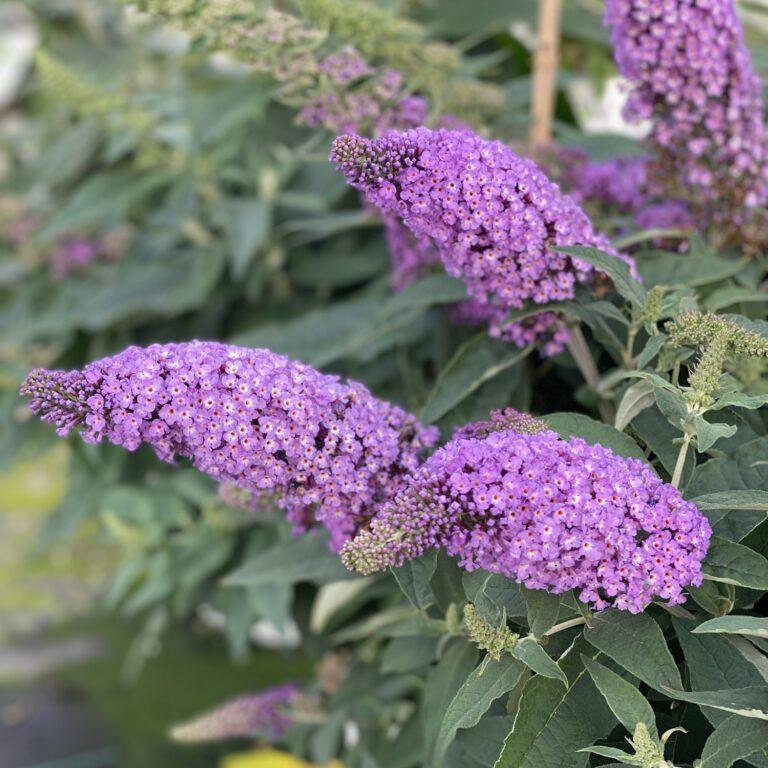Buddleia Davidii Pugster Periwinkle - View 2 from www redcrocus com