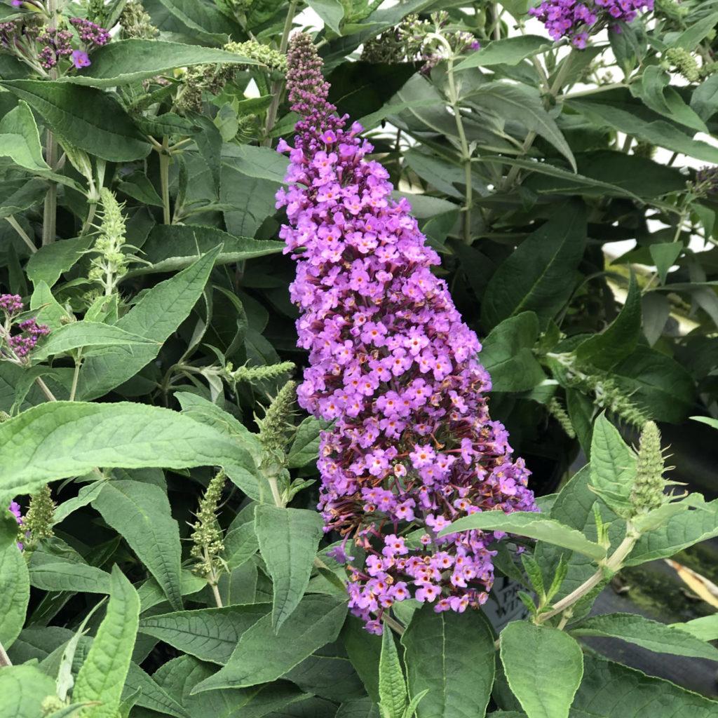 Buddleia Davidii Pugster Periwinkle - View 3 from www redcrocus com