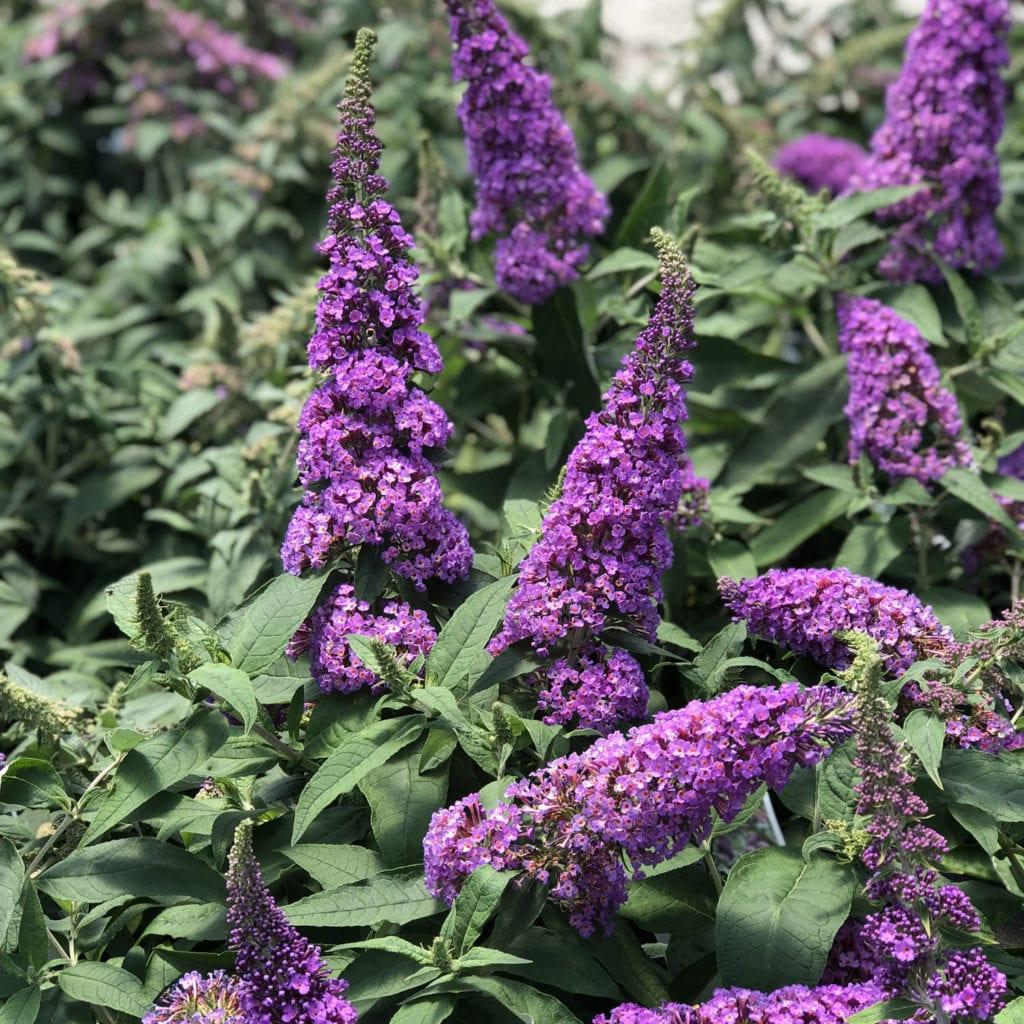 Buddleia Davidii Pugster Periwinkle - View 4 from www redcrocus com