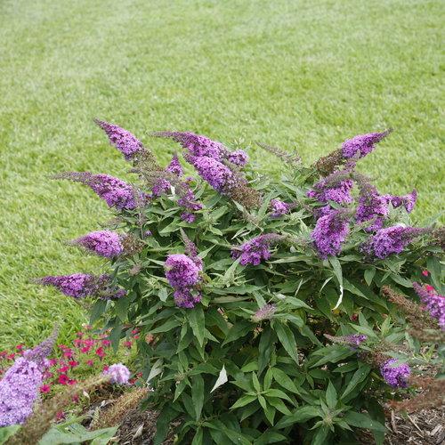 Buddleia Davidii Pugster Periwinkle - View 5 from www redcrocus com