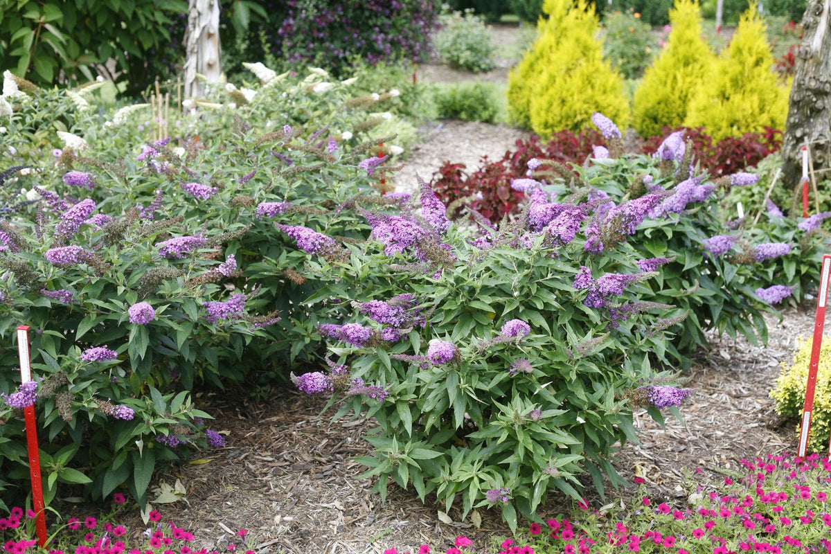 Buddleia Davidii Pugster Periwinkle - View 6 from www redcrocus com