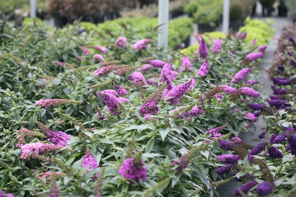 Buddleia Davidii Pugster Periwinkle - View 7 from www redcrocus com