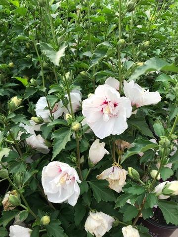 Hibiscus Syriacus Bali - View 17 from www redcrocus com
