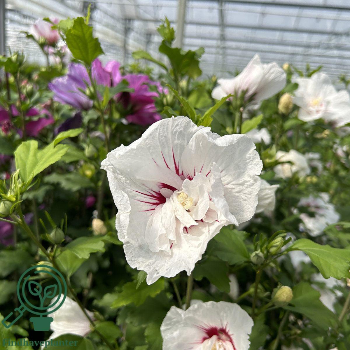 Hibiscus Syriacus Bali - View 5 from www redcrocus com