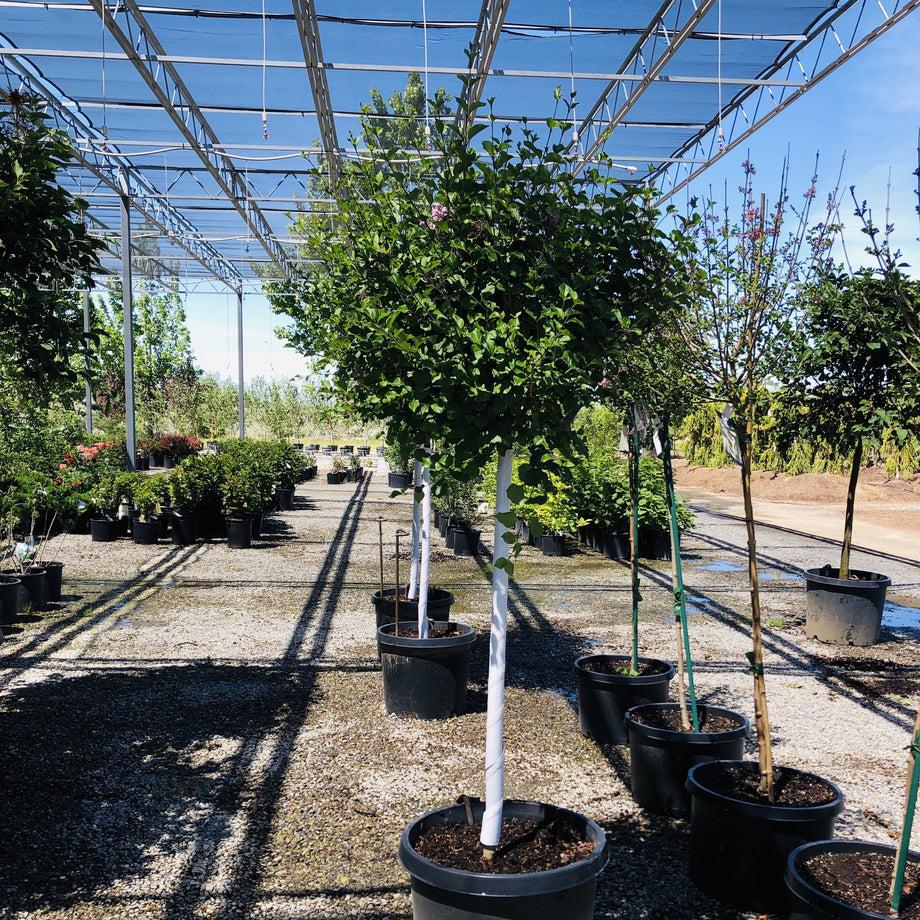 Syringa Meyeri 'palibin' Tree Form - View 11 from www redcrocus com