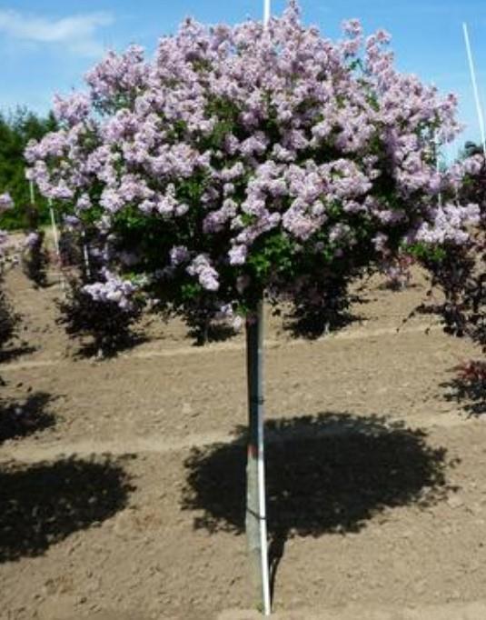 Syringa Meyeri 'palibin' Tree Form - View 15 from www redcrocus com