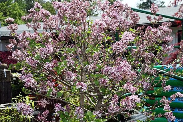 Syringa Meyeri 'palibin' Tree Form - View 16 from www redcrocus com
