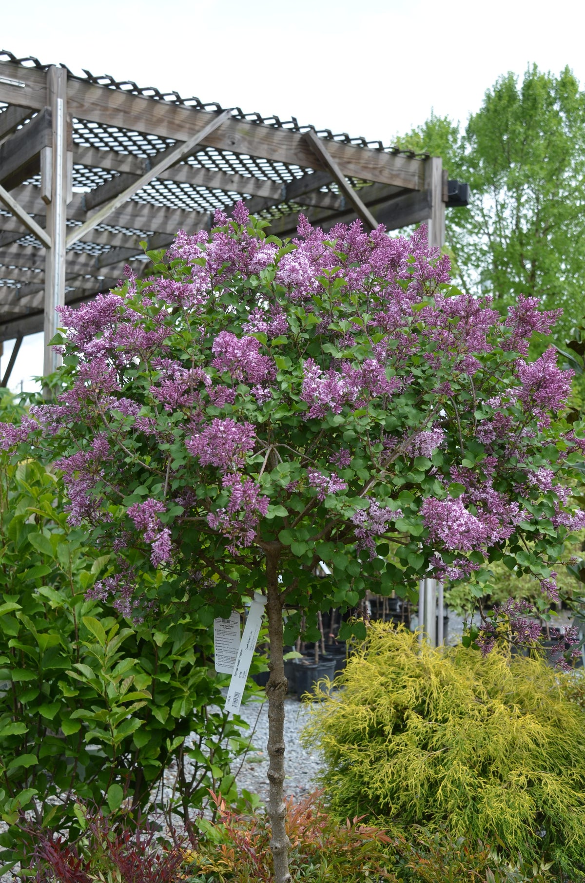 Syringa Meyeri 'palibin' Tree Form - View 17 from www redcrocus com