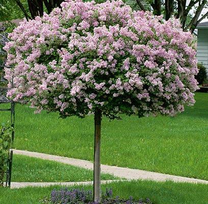 Syringa Meyeri 'palibin' Tree Form - View 18 from www redcrocus com